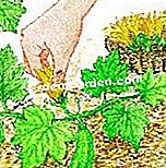 Tuai zucchini - (tuai) Tuai bunga lelaki
