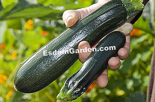 Tuai zucchini - (zucchini) F.Marre - EsdemGarden - The Pinard Wood - Marie Marcat