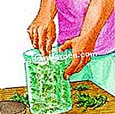 Tuai dan simpan selasih - (basil) Simpan dalam balang