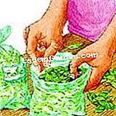 Tuai dan simpan selasih - (yang) Simpan di dalam peti sejuk