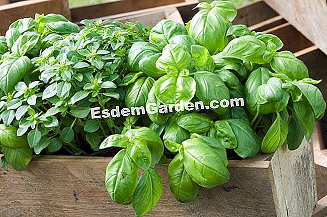 Tuai dan simpan selasih - (daun) F.Marre - EsdemGarden