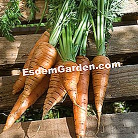 Come e quando seminare il futuro - (come) La carota