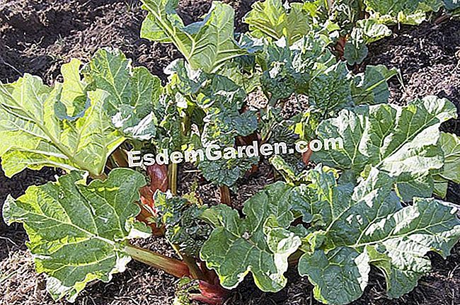 Bagaimana untuk membahagikan rhubarb - (membahagikan) F.Marre - EsdemGarden - Bidang Pagaille