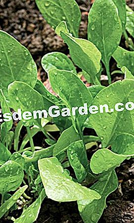 Bagaimana untuk menanam spinach musim bunga: petua