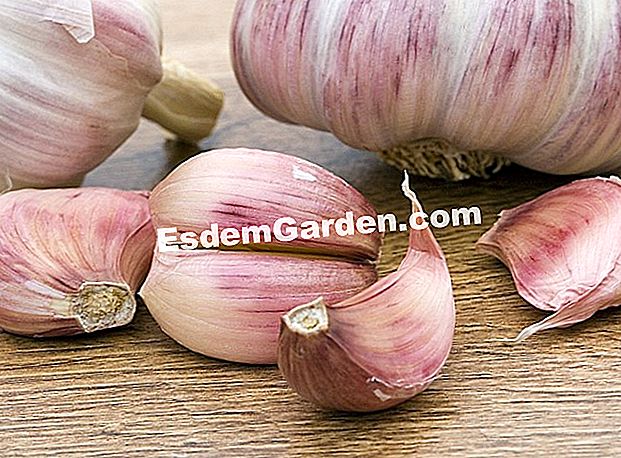Bagaimana untuk mengekalkan bawang putih? - (bawang) Bawang putih yang dikupas - F. Marre - EsdemGarden