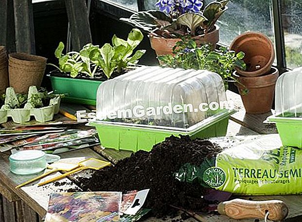 Bagaimana untuk menanam benih anda di rumah: tip - (untuk) Pasang anak benih anda di rumah musim sejuk ini tetapi berhati-hati terhadap kekurangan cahaya