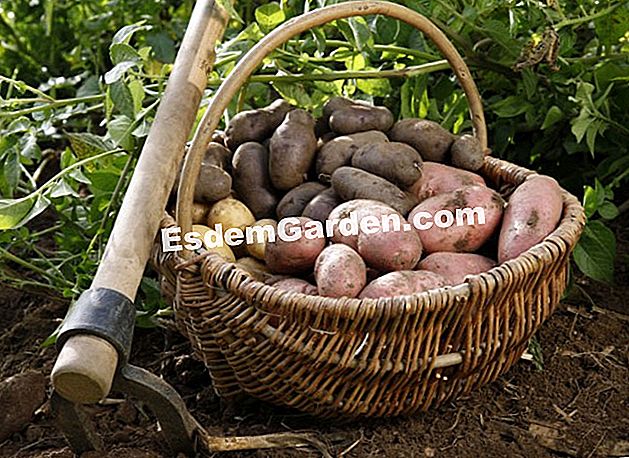 Come avere successo con le tue patate - (acqua) Solo alcuni consigli e trucchi per ottenere un bel raccolto di patate