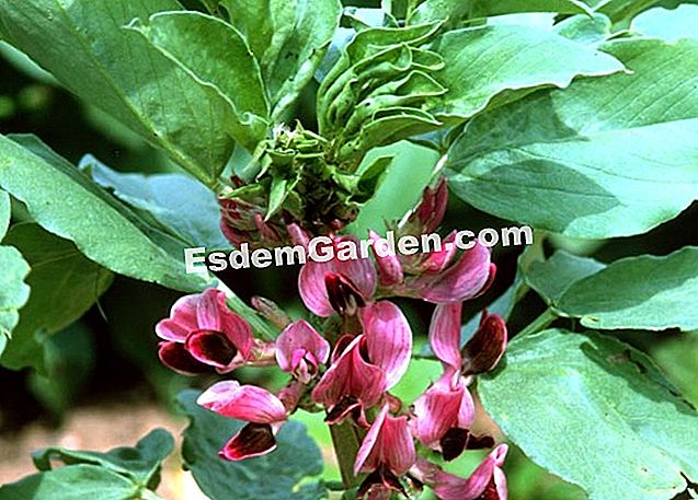 Bagaimana untuk menyiram kacang: petua dan kaedah - (untuk) 'Buah Merah' dalam mekar. Kacang adalah legum yang cukup menuntut di dalam air - EsdemGarden