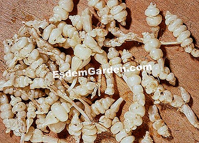 Kako zalijevati crosne: savjet i metoda - Crosne Crosnes of Japan -esdemgarden.com