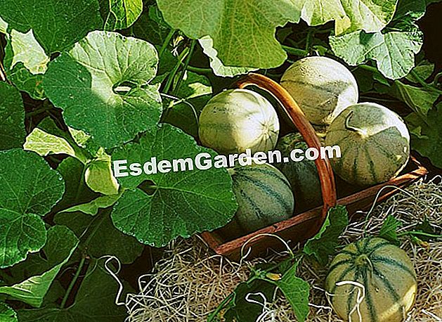 Hoe goed de meloen van zijn tuin water geven