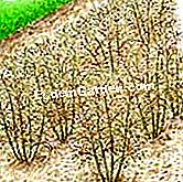 Pflegen Sie den Spargel - (Spargel) Nach der Ernte