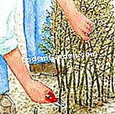 Pflegen Sie den Spargel - (pflegen) Entferne alle Stiele
