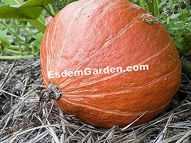 Potimarron, corridore di zucche - (alla) Potimarron, corridore di zucche