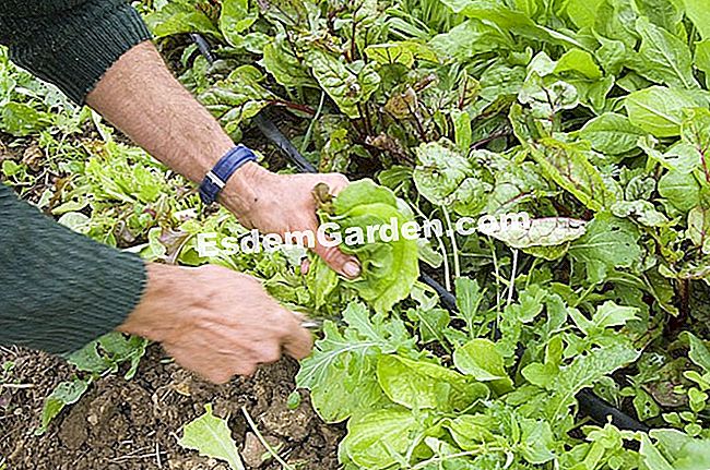 Mesclun, campuran yang pandai - (benih) F.Marre - EsdemGarden - Bidang Pagaille