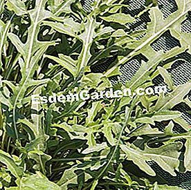 Kejatuhan Mesclun - (atau) Roket saka - F. Marre - EsdemGarden