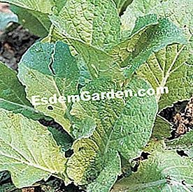 Kejatuhan Mesclun - (untuk) Kubis Cina 'Mibuna' - EsdemGarden