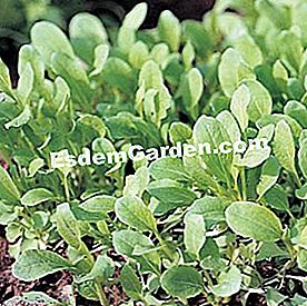 Kejatuhan Mesclun - (untuk) Pak-choi - P. Asseray - EsdemGarden