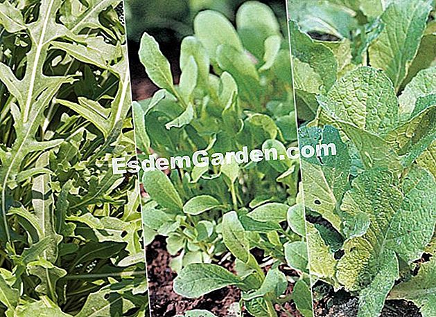 Kejatuhan Mesclun - (yang) Roquette, pak-choi, kubis Cina untuk mesclun musim gugur yang lazat - EsdemGarden