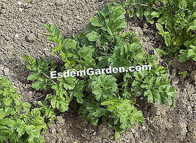 Parsnip jerami - (mulsa) Anak benih Parsnip