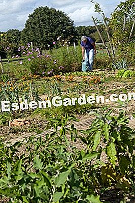 A kertem, az egészségügyi garancia - kertem A La Mercerie zöldségkert, Mayenne-ben. Fotó: Marre /esdemgarden.com