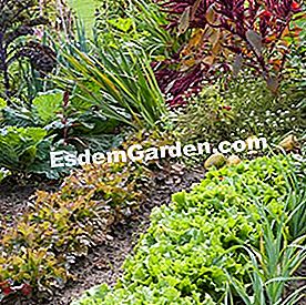 Organisation und Strukturierung des Gemüsegartens - Parzellen - (gemüsegartens) Gemüsegarten mit Reihen von Salaten, Kohl Kohl, Lauch.