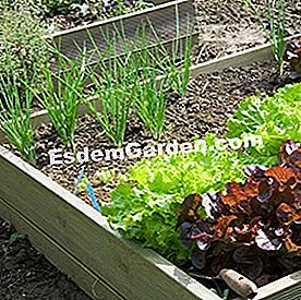 Organisation und Strukturierung des Gemüsegartens - Parzellen - (gemüsegarten) Reihen von Salaten im Gemüsegarten