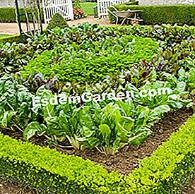 Organisation und Strukturierung des Gemüsegartens - Parzellen - (einem) Gemüsegarten mit Reihen von Birnen und Rote-Bete-Wurzeln und Buchsbaum-Grenze