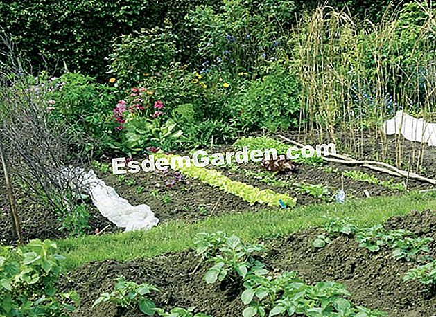 Organisation und Strukturierung des Gemüsegartens - Parzellen - (gemüsegarten) Garten Gemüsegarten von Marie-Ange
