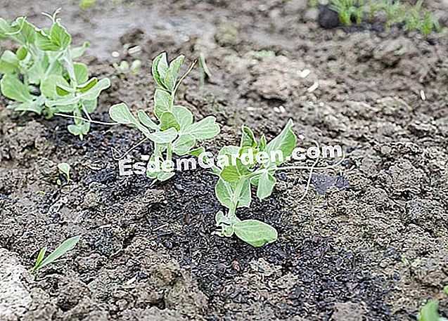 成功したエンドウ豆の散水：必要性と頻度