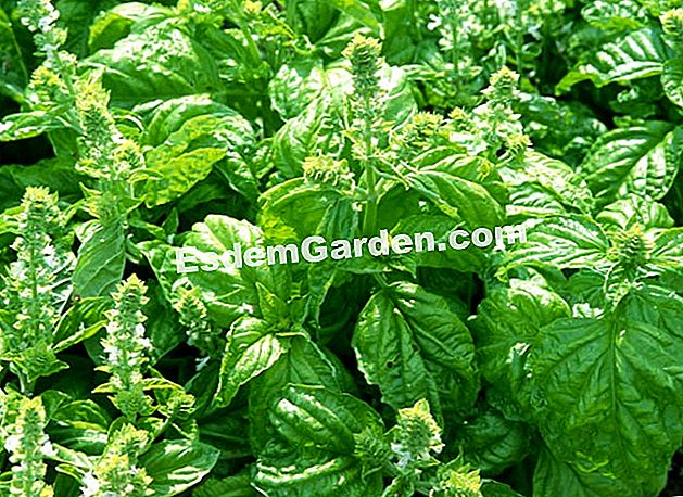 Cincang basuh - (benih) Apabila kaki basil memancarkan tangkai bunga, ia dan masa kepala, mencubit menyukai ramuan sambil mengelakkan kenaikan benih - EsdemGarden
