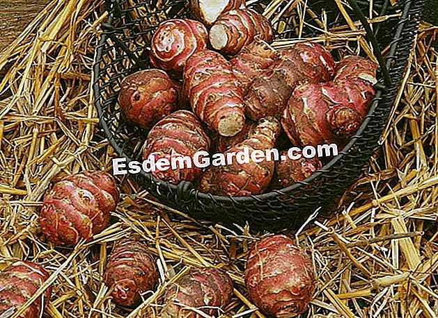 Tumbuh artichoke Yerusalem - (yang) Merah artichoke Yerusalem - F. Marre - EsdemGarden