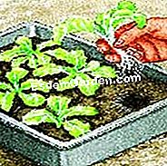 Lattuga vegetale - (terreno) Seleziona le piante da trapiantare