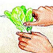 Lattuga vegetale - (vegetale) Taglia un po 'del fogliame