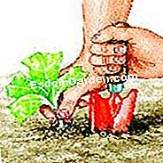 Lattuga vegetale - (terreno) Piantare la lattuga
