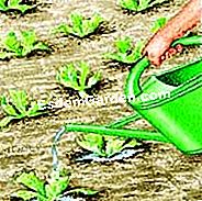 Lattuga vegetale - (piante) Spremi il terreno intorno alle piante con l'irrigazione