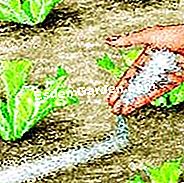 Lattuga vegetale - (vegetale) Proteggi le giovani piante dalle lumache