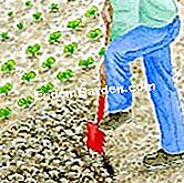Plantați ceapa - (este) Pregătirea solului - EsdemGarden