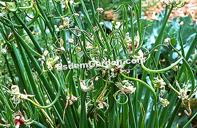 Plantați ceapa - (legume) Ceapa rară: o legumă uitată - F. Marre - EsdemGarden - Jardin des Valmer