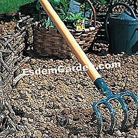 Ardeți piperul - (plantare) F. Marre - EsdemGarden - Lemnul Pinard