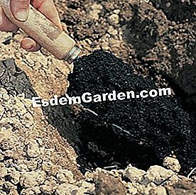 Ardeți piperul - (plantare) F. Marre - EsdemGarden - Lemnul Pinard