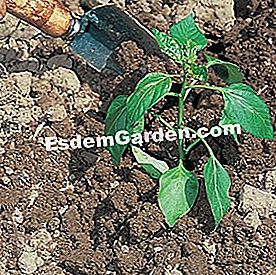 Ardeți piperul - (ardei) F. Marre - EsdemGarden - Lemnul Pinard