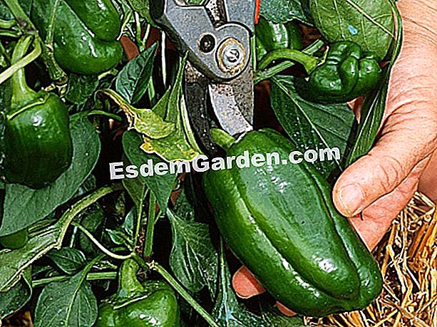 Ardeți piperul - (pentru) F. Marre - EsdemGarden - Lemnul Pinard