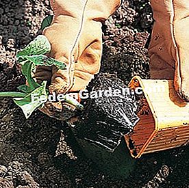 スカッシュを植える - () 寛大な受精