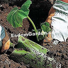 スカッシュを植える - () 植物を保護する