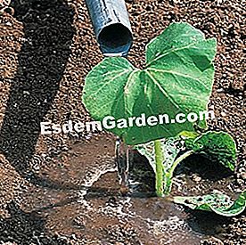 スカッシュを植える - () 水