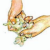 Keluarkan bawang putih putih - (bawang) Menyediakan ulas bawang putih