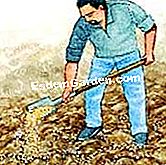 Keluarkan bawang putih putih - (yang) Penggabungan pasir di tanah berat