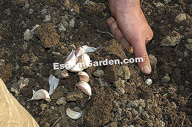 Keluarkan bawang putih putih - (yang) Perkebunan bawang putih putih