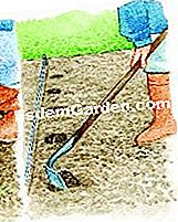 Plante o crosne - (plante) Cavando em filas