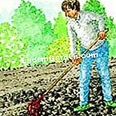 カボチャを叩く - () 最高の訓練を受けた植物を選ぶ